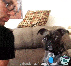 Hund mit Herrchen Hund mit Herrchen