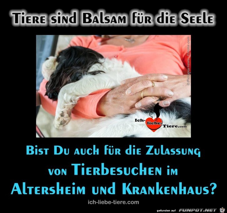 Tiere sind Balsam