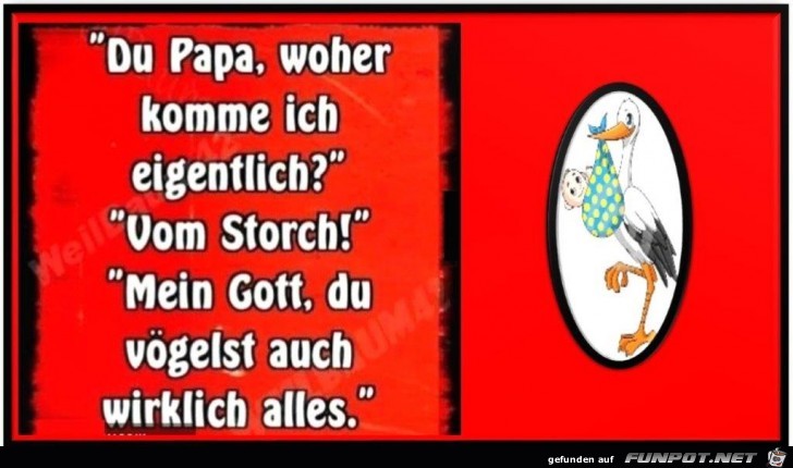 Storch