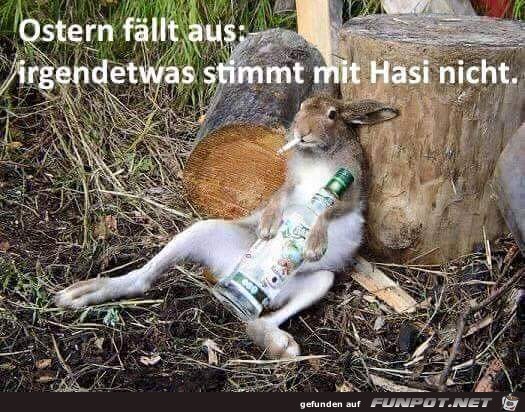 Hasi