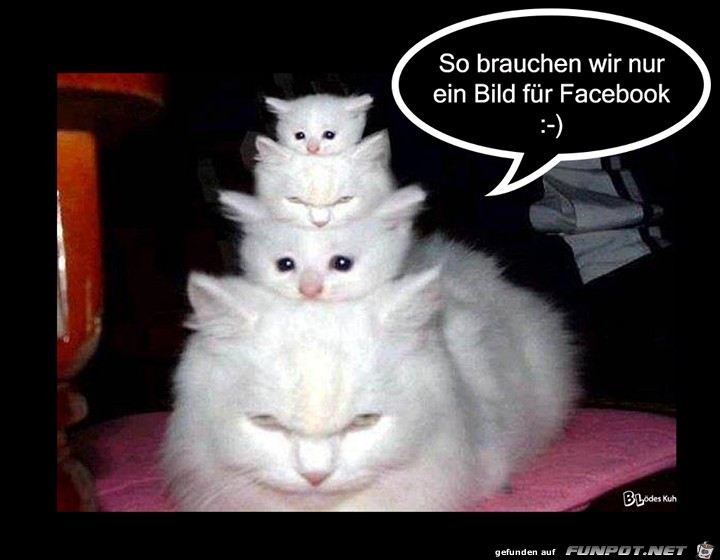 Ein bild Ein bild