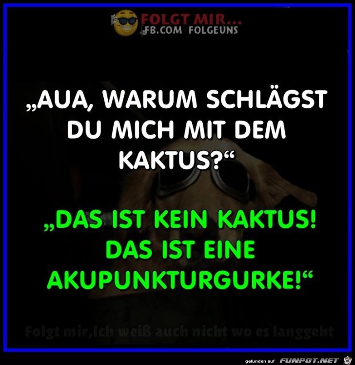Kaktus Kaktus