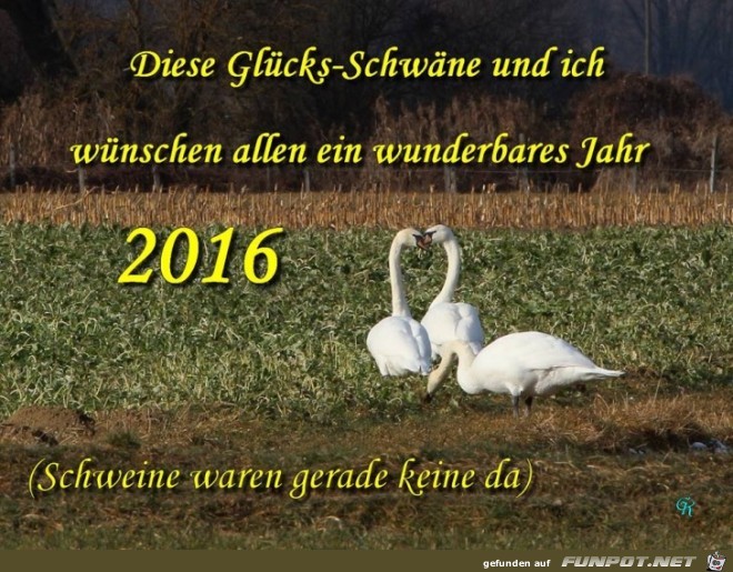 Gluechsschwaene Gluechsschwaene