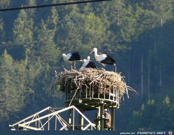 Storchennest Storchennest