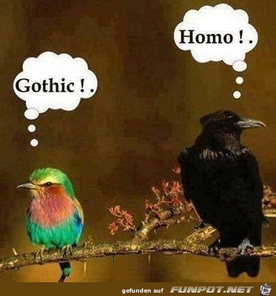 Gothic Gothic