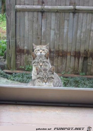 Tierisch1 Tierisch1