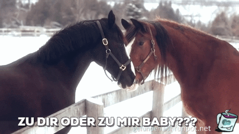 gif Pferdeliebe gif Pferdeliebe