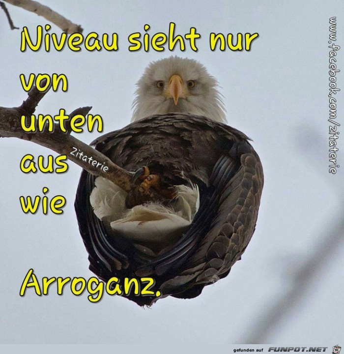 Niveau Niveau