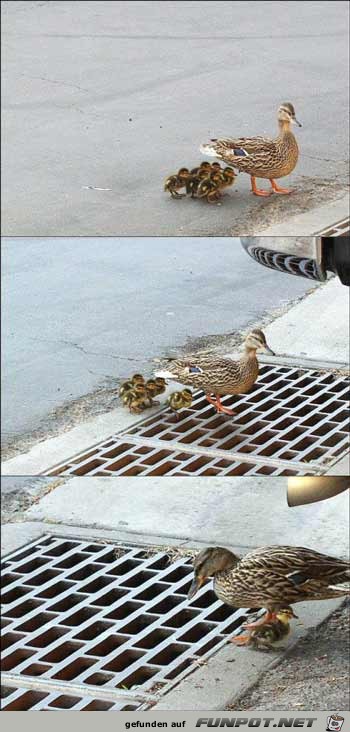 Tierisch6 Tierisch6