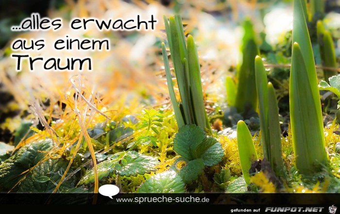 alles-erwacht-aus-einem-traum alles-erwacht-aus-einem-traum