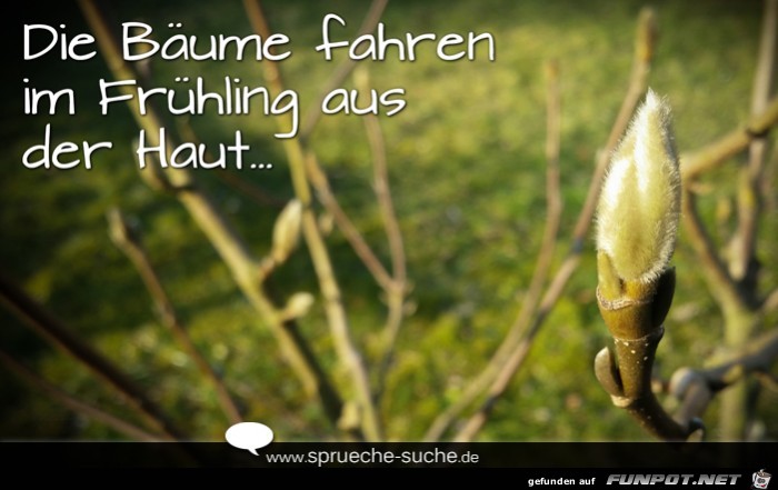die-baeume-fahren-im-fruehling-aus-der-haut die-baeume-fahren-im-fruehling-aus-der-haut