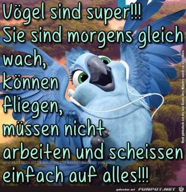 Voegel sind super