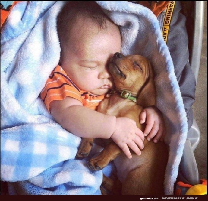 herzige Tierbilder herzige Tierbilder