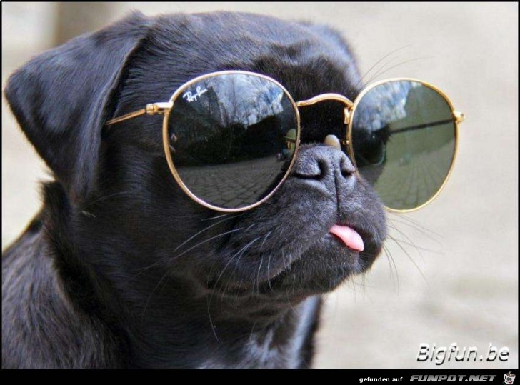 Cooler Dog Cooler Dog