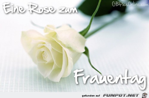 eine Rose zum Weltfrauentag eine Rose zum Weltfrauentag