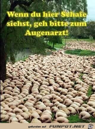 Wenn du hier Schafe siehst Wenn du hier Schafe siehst