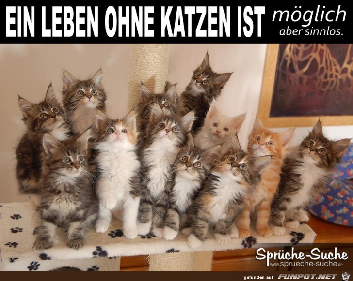 ein-leben-ohne-katzen ein-leben-ohne-katzen