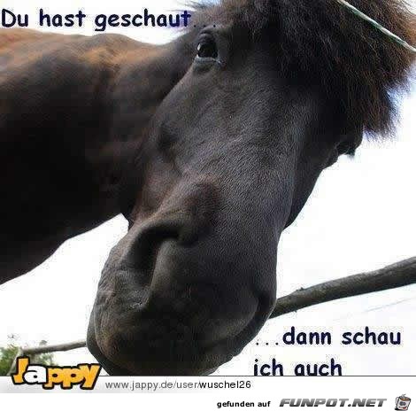 du hast geschaut du hast geschaut