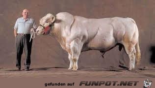 nicht wenig
