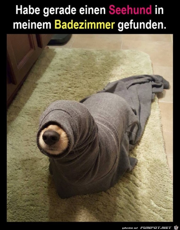 Seehund