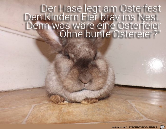 Der Hase Der Hase