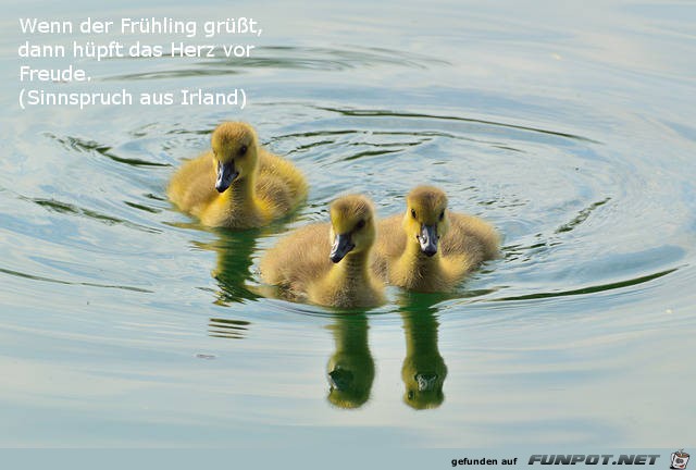 Enten