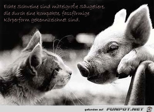 schweine schweine