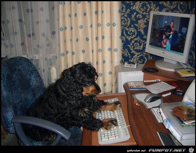 PC-Hund PC-Hund