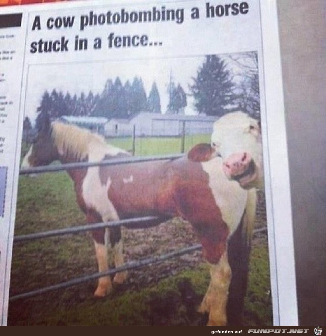 animal-photobombs-10 animal-photobombs-10