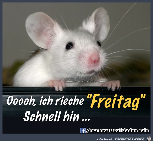 morgen-ist-freitag