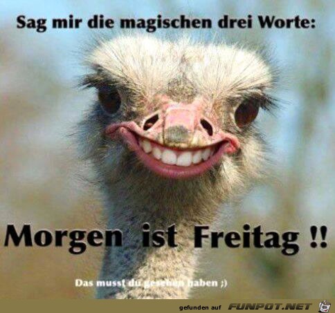 morgen-ist-freitag 