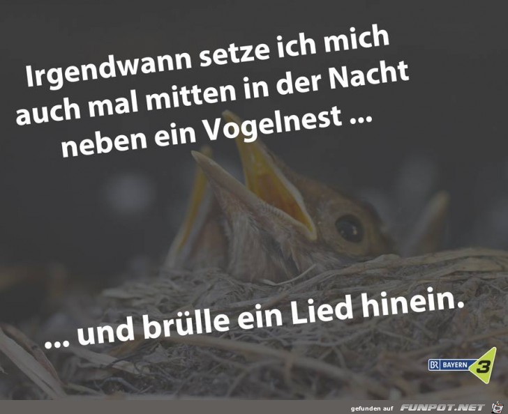 Vogelnest