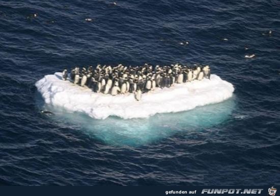 Stranded Pinguins
