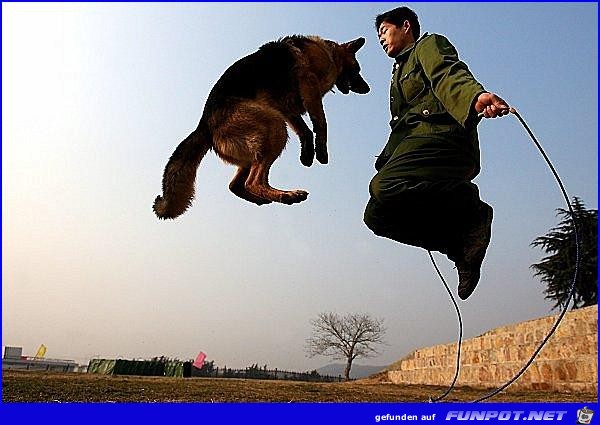springdog springdog