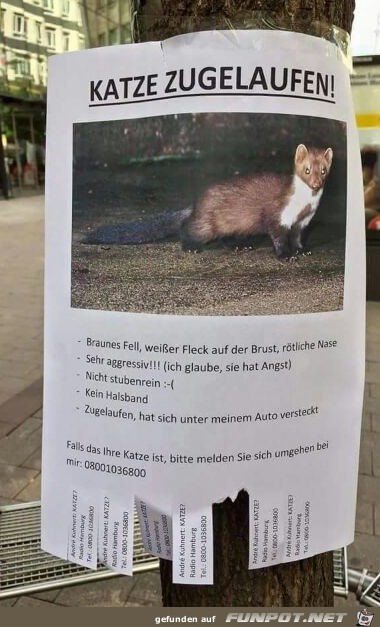 Katze zugelaufen