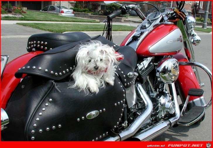 eine Harley mit Hndchen