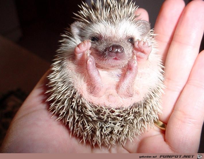 ein kleiner Igel ein kleiner Igel