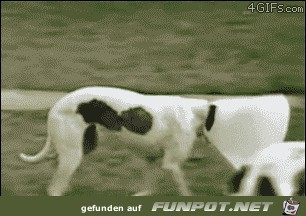 Tiere sind nicht nur lieb!