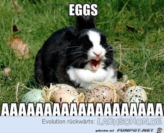 Eier Eier