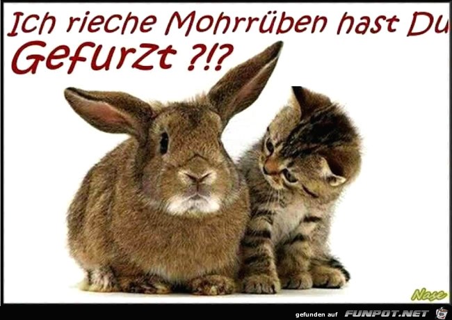 Mohrrüben Mohrrüben