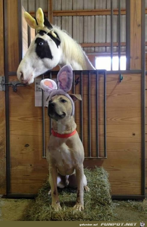Frohe Ostern Frohe Ostern