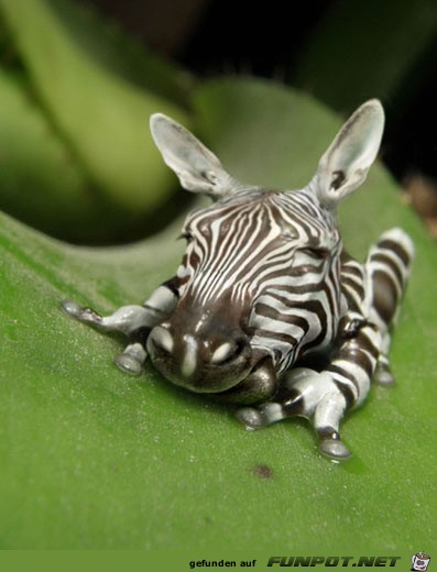 zebfro zebfro