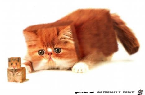 würfelkatze würfelkatze