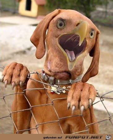 schnabelhund schnabelhund
