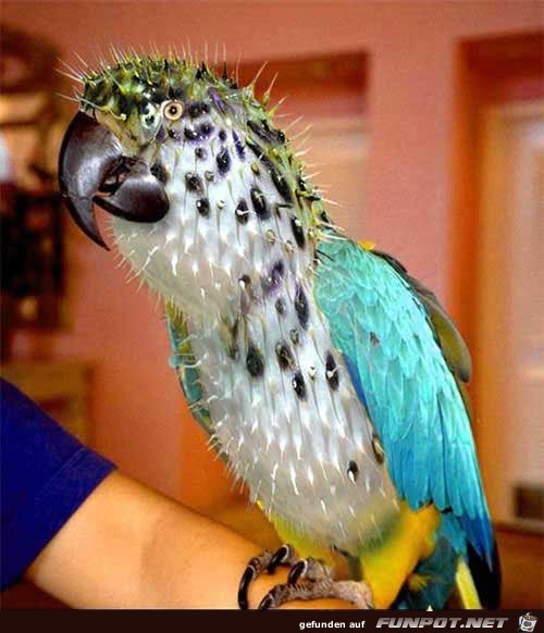 vogelkaktus vogelkaktus