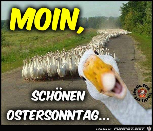 Moin Moin
