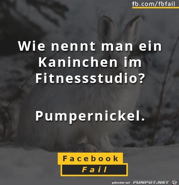 Kaninchen im Fitness-Studio