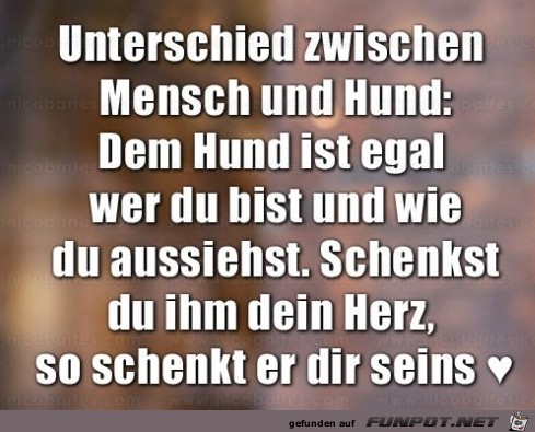 Unterschied zwischen Mensch ud Hund 