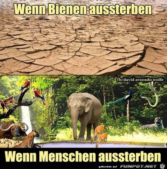 Wen Bienen aussterben