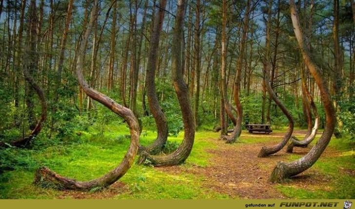 Wald - Hoia-Forest-Rumaenien